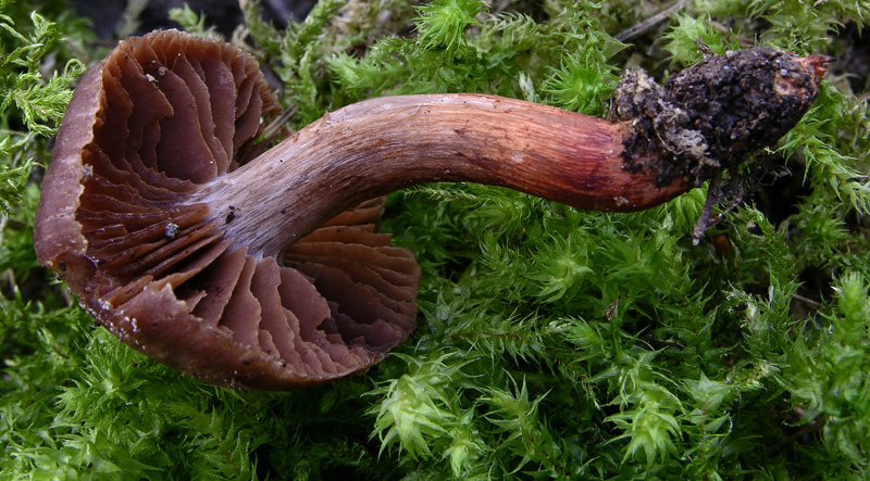2 Cortinarius facili.